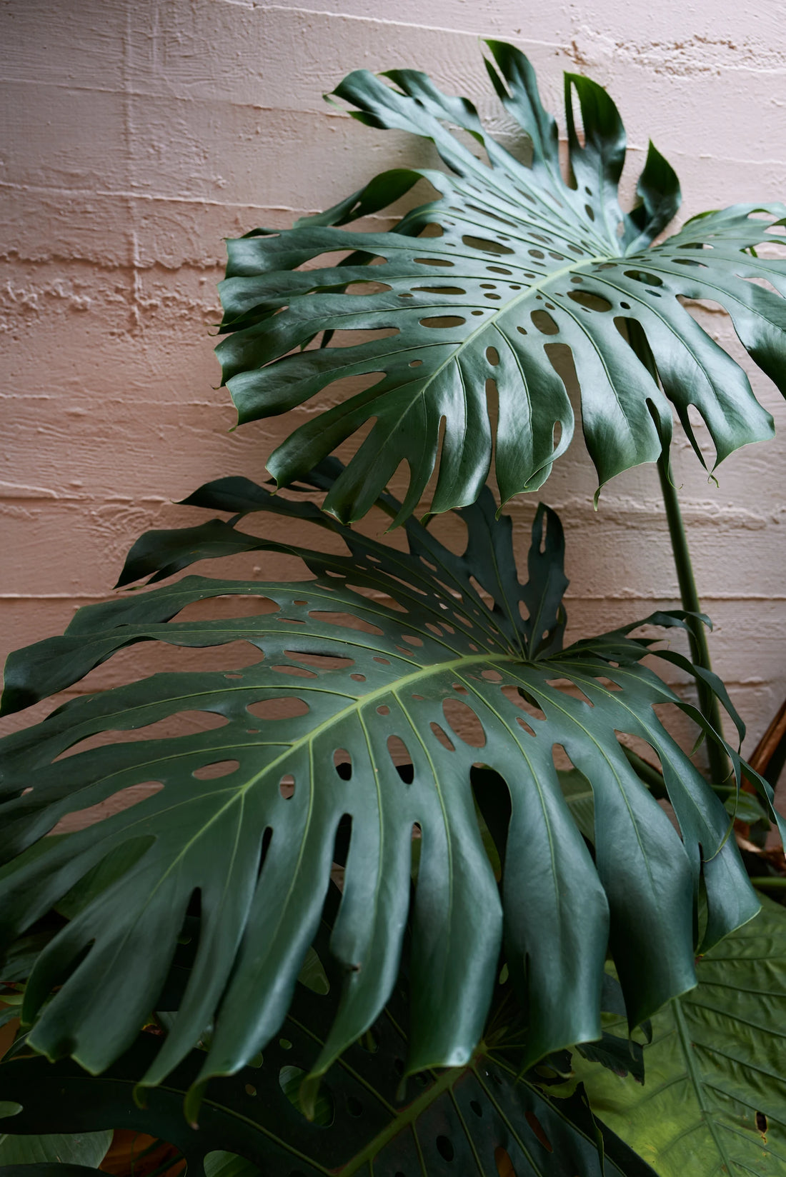 Fine Art Print - Monstera